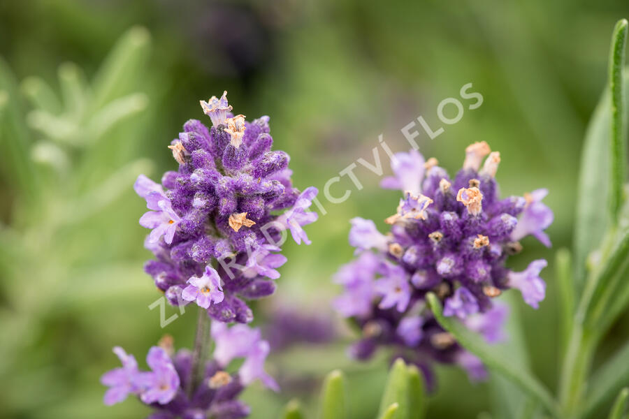 Levandule úzkolistá 'Blue Scent' - Lavandula angustifolia 'Blue Scent'