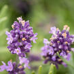 Levandule úzkolistá 'Blue Scent' - Lavandula angustifolia 'Blue Scent'