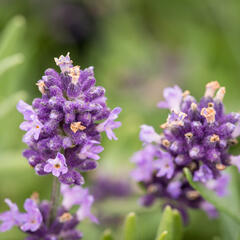 Levandule úzkolistá 'Blue Scent' - Lavandula angustifolia 'Blue Scent'