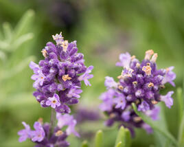 Levandule úzkolistá 'Blue Scent'