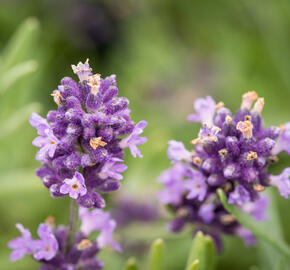 Levandule úzkolistá 'Blue Scent' - Lavandula angustifolia 'Blue Scent'