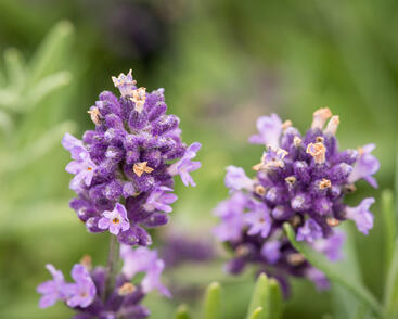Levandule úzkolistá 'Blue Scent'