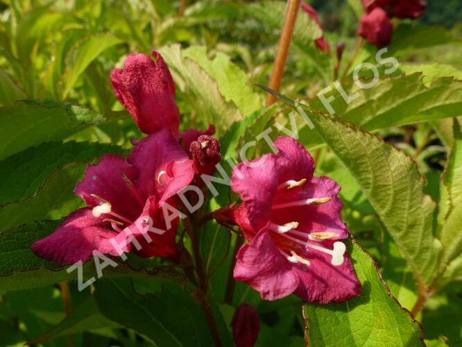 Vajgélie květnatá 'Newport Red' - Weigela florida 'Newport Red'