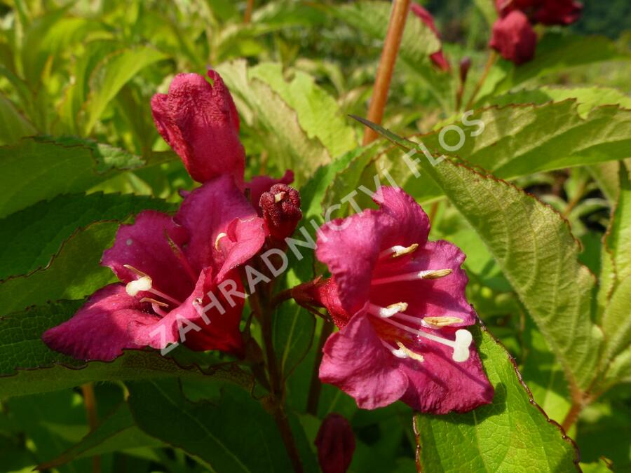 Vajgélie květnatá 'Newport Red' - Weigela florida 'Newport Red'