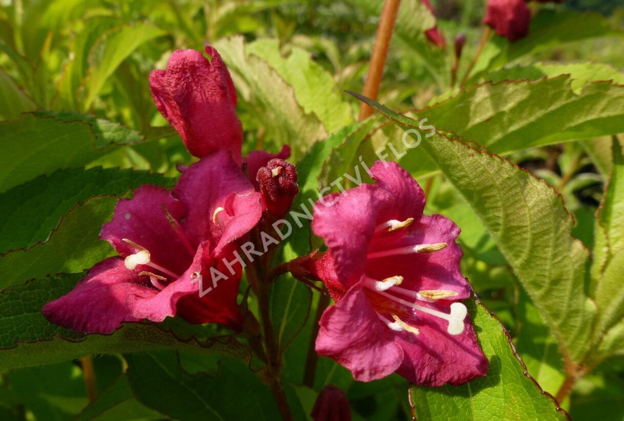 Vajgélie květnatá 'Newport Red' - Weigela florida 'Newport Red'