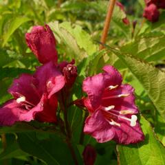 Vajgélie květnatá 'Newport Red' - Weigela florida 'Newport Red'
