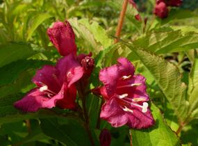 Vajgélie květnatá 'Newport Red' - Weigela florida 'Newport Red'