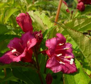 Vajgélie květnatá 'Newport Red' - Weigela florida 'Newport Red'