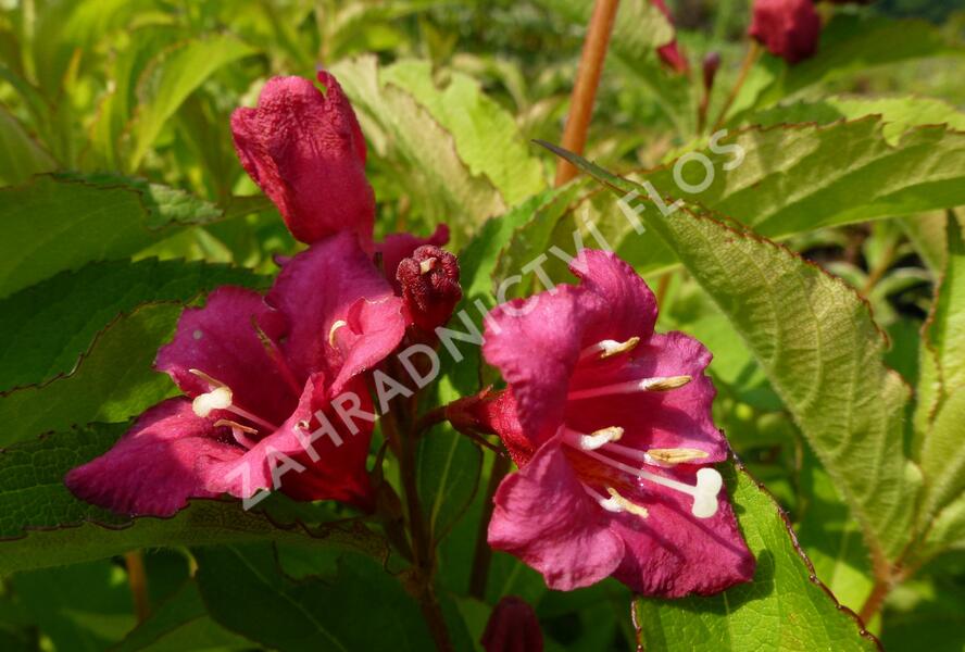 Vajgélie květnatá 'Newport Red' - Weigela florida 'Newport Red'