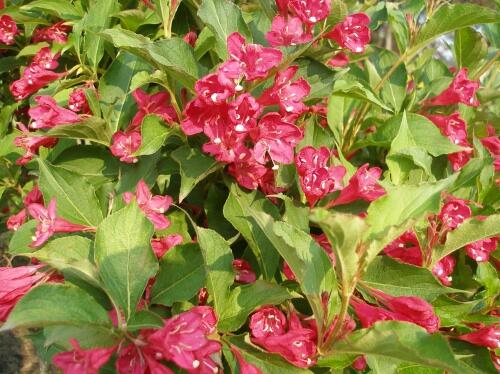 Vajgélie květnatá 'Newport Red' - Weigela florida 'Newport Red'