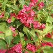 Vajgélie květnatá 'Newport Red' - Weigela florida 'Newport Red'