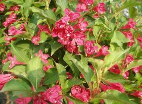 Vajgélie květnatá 'Newport Red' - Weigela florida 'Newport Red'