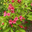 Vajgélie květnatá 'Newport Red' - Weigela florida 'Newport Red'