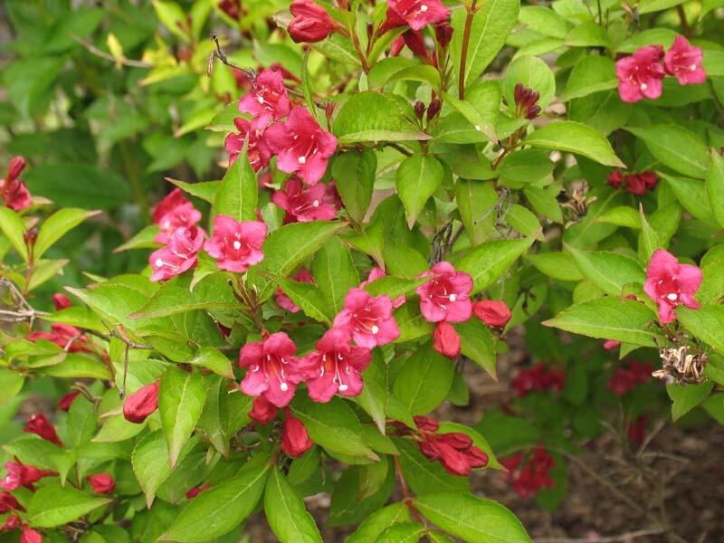 Vajgélie květnatá 'Newport Red' - Weigela florida 'Newport Red'