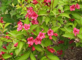 Vajgélie květnatá 'Newport Red' - Weigela florida 'Newport Red'