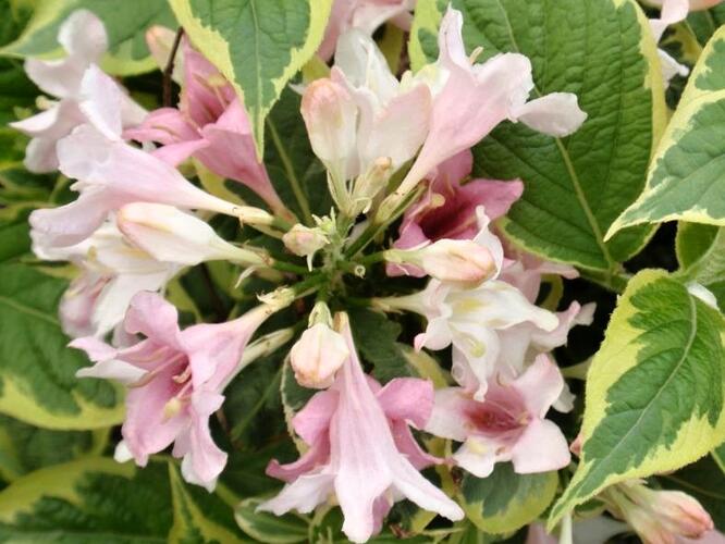 Vajgélie květnatá 'Goldrush' - Weigela florida 'Goldrush'