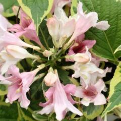 Vajgélie květnatá 'Goldrush' - Weigela florida 'Goldrush'