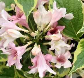 Vajgélie květnatá 'Goldrush' - Weigela florida 'Goldrush'