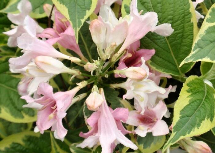 Vajgélie květnatá 'Goldrush' - Weigela florida 'Goldrush'