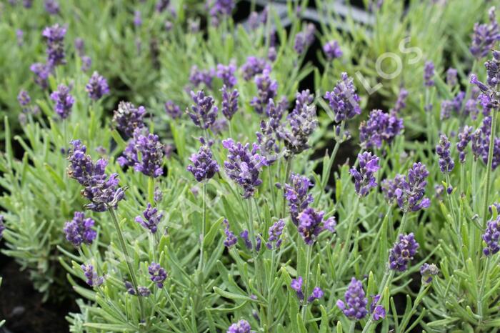 Levandule úzkolistá 'Aromatico Blue Compact' - Lavandula angustifolia 'Aromatico Blue Compact'