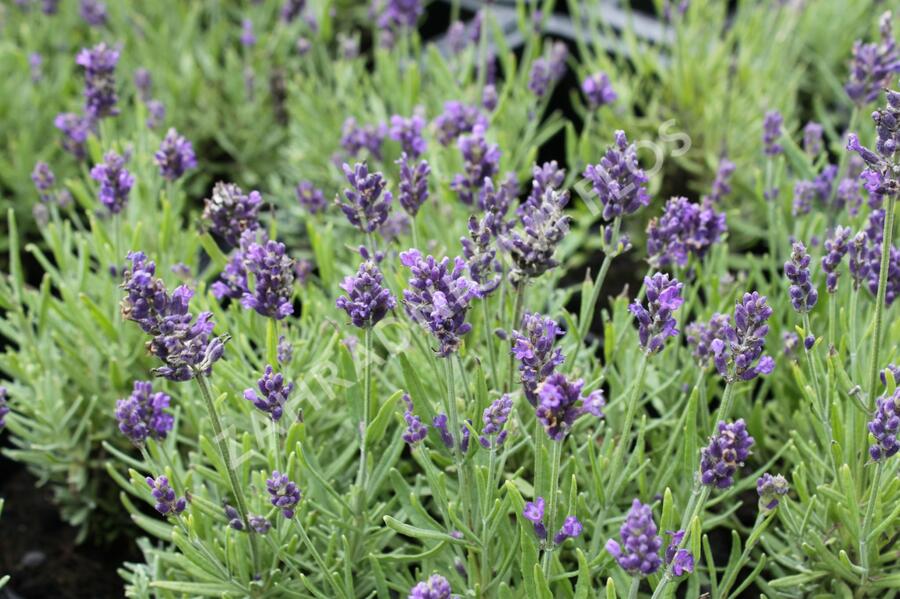 Levandule úzkolistá 'Aromatico Blue Compact' - Lavandula angustifolia 'Aromatico Blue Compact'