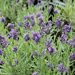 Levandule úzkolistá 'Aromatico Blue Compact' - Lavandula angustifolia 'Aromatico Blue Compact'