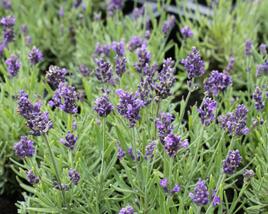 Levandule úzkolistá 'Aromatico Blue Compact'