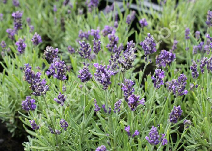 Levandule úzkolistá 'Aromatico Blue Compact' - Lavandula angustifolia 'Aromatico Blue Compact'