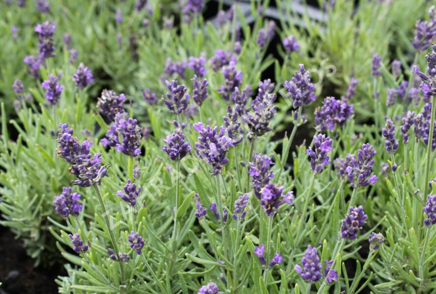 Levandule úzkolistá 'Aromatico Blue Compact' - Lavandula angustifolia 'Aromatico Blue Compact'