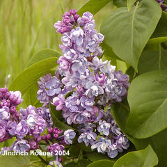 Šeřík obecný 'Duc de Massa' - Syringa vulgaris 'Duc de Massa'