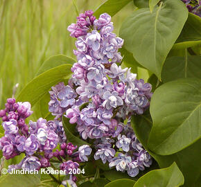 Šeřík obecný 'Duc de Massa' - Syringa vulgaris 'Duc de Massa'