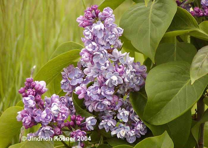 Šeřík obecný 'Duc de Massa' - Syringa vulgaris 'Duc de Massa'