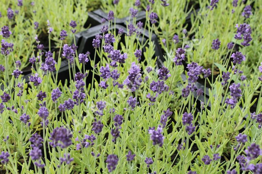 Levandule úzkolistá 'Aromatico Forte Blue' - Lavandula angustifolia 'Aromatico Forte Blue'