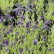 Levandule úzkolistá 'Aromatico Forte Blue' - Lavandula angustifolia 'Aromatico Forte Blue'