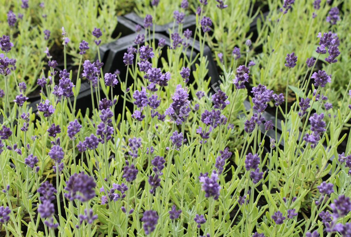 Levandule úzkolistá 'Aromatico Forte Blue' - Lavandula angustifolia 'Aromatico Forte Blue'
