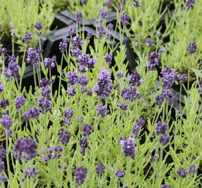 Levandule úzkolistá 'Aromatico Forte Blue' - Lavandula angustifolia 'Aromatico Forte Blue'