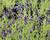 Levandule úzkolistá 'Aromatico Forte Blue'