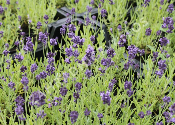 Levandule úzkolistá 'Aromatico Forte Blue' - Lavandula angustifolia 'Aromatico Forte Blue'