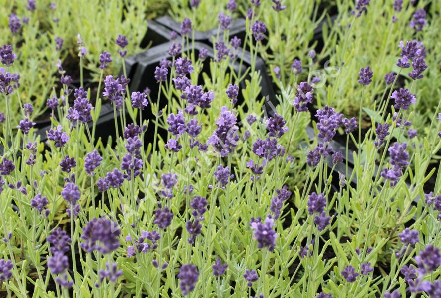 Levandule úzkolistá 'Aromatico Forte Blue' - Lavandula angustifolia 'Aromatico Forte Blue'