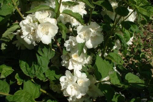 Pustoryl panenský 'Albatre' - Philadelphus virginalis 'Albatre'