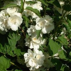 Pustoryl panenský 'Albatre' - Philadelphus virginalis 'Albatre'