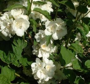 Pustoryl panenský 'Albatre' - Philadelphus virginalis 'Albatre'