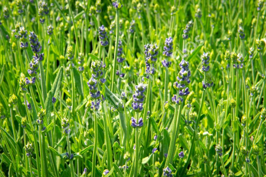 Levandule úzkolistá 'Aromatico Early Blue' - Lavandula angustifolia 'Aromatico Early Blue'