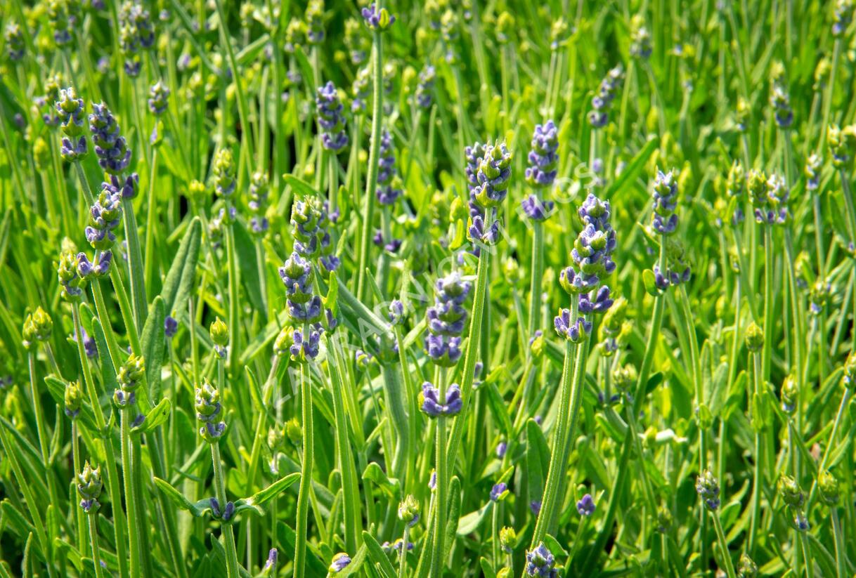 Levandule úzkolistá 'Aromatico Early Blue' - Lavandula angustifolia 'Aromatico Early Blue'