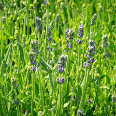 Levandule úzkolistá 'Aromatico Early Blue' - Lavandula angustifolia 'Aromatico Early Blue'