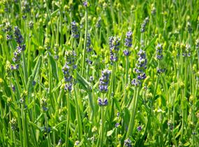 Levandule úzkolistá 'Aromatico Early Blue' - Lavandula angustifolia 'Aromatico Early Blue'