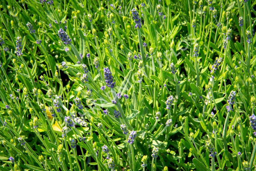Levandule úzkolistá 'Aromatico Early Blue' - Lavandula angustifolia 'Aromatico Early Blue'