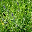 Levandule úzkolistá 'Aromatico Early Blue' - Lavandula angustifolia 'Aromatico Early Blue'