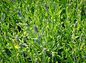 Levandule úzkolistá 'Aromatico Early Blue' - Lavandula angustifolia 'Aromatico Early Blue'