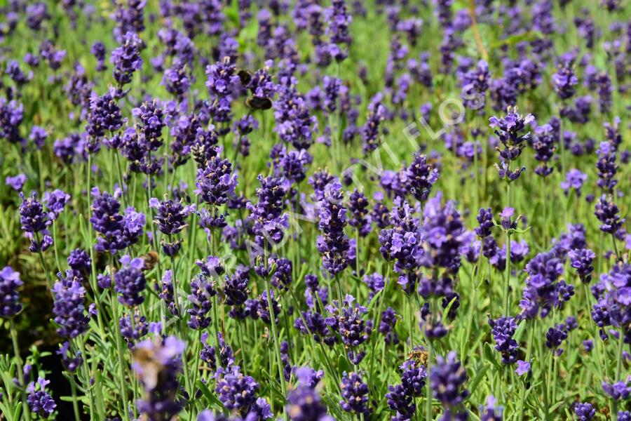 Levandule úzkolistá 'Aromatico Early Blue' - Lavandula angustifolia 'Aromatico Early Blue'